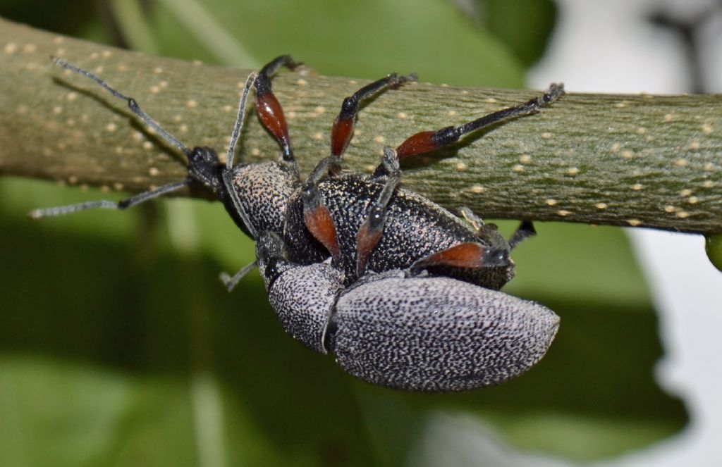Otiorhyncus cardiniger ssp. cardiniger (Curculionidae)